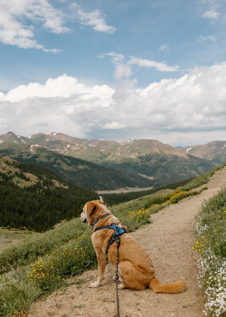 Hiking with Your Dog: Tips for a Safe and Fun Adventure 🐾