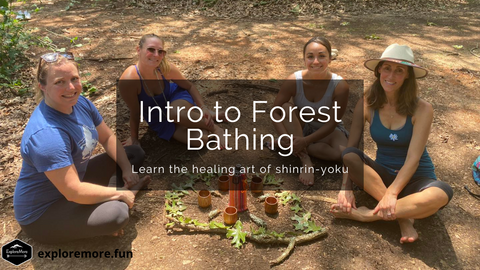 Beginners Guide to Forest Bathing